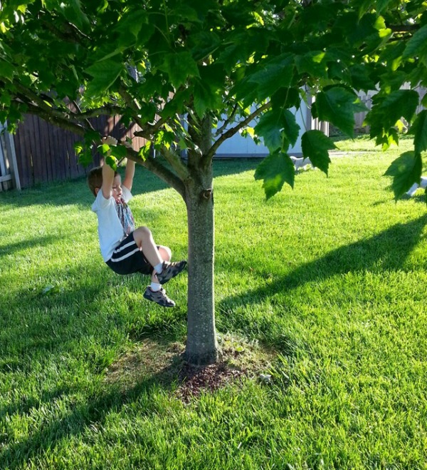 treeclimbing