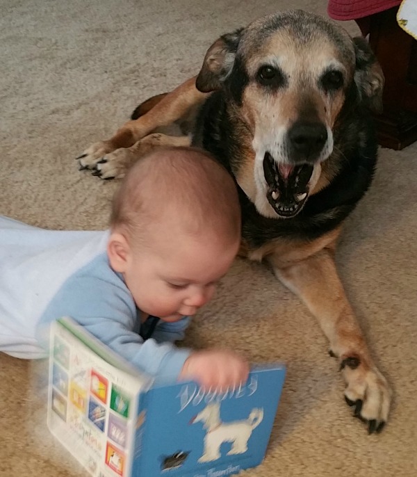 petdog