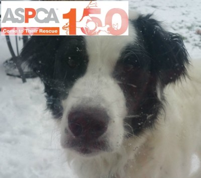 aspca poe