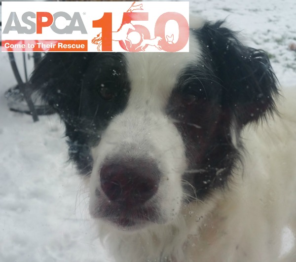 aspca poe