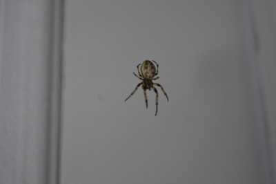 spider