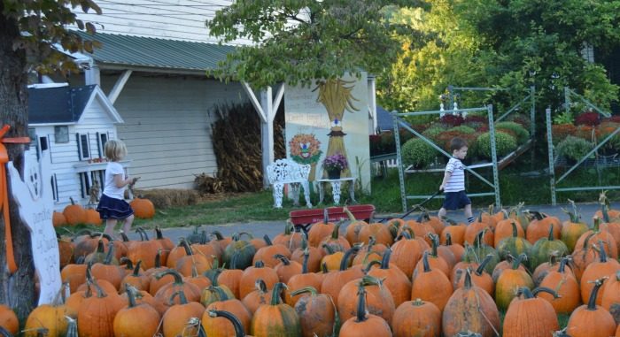 pickingpumpkins